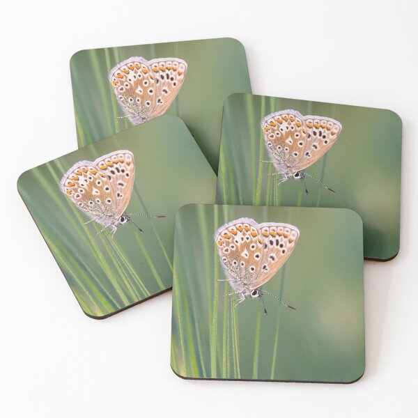 Item preview, Common Blue Butterfly designed and sold by Steve Liptrot Photography.