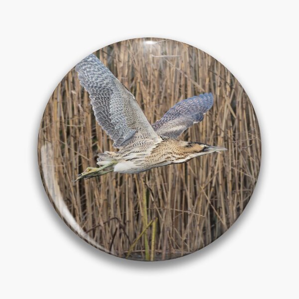 Item preview, Bittern designed and sold by Steve Liptrot Photography.