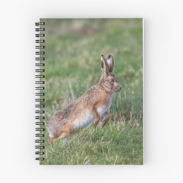 Item preview, Brown Hare designed and sold by Steve Liptrot Photography.