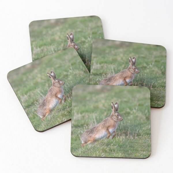 Item preview, Brown Hare designed and sold by Steve Liptrot Photography.