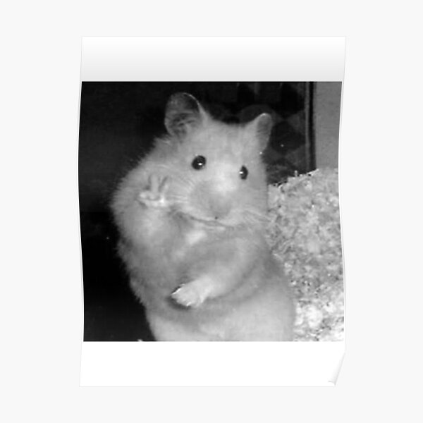 Peace Hamster Posters Redbubble