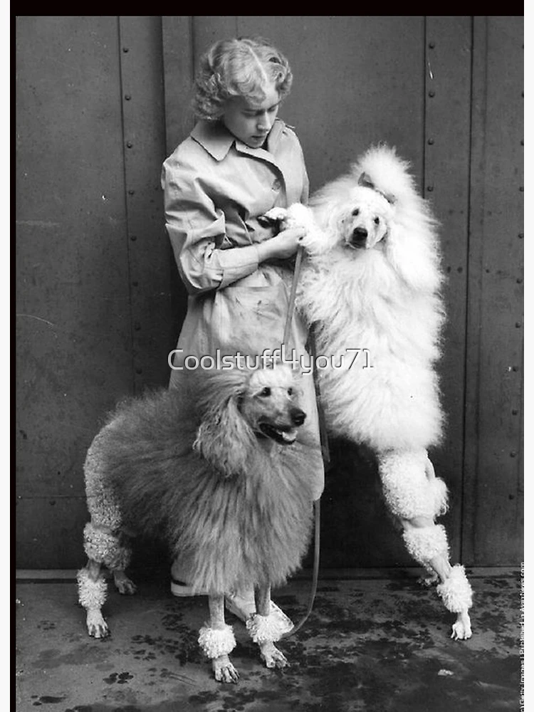 * vintage dog ୨୧ * モコモコ ホワイトの プードルちゃん vintage dog ୨୧ * モコモコ ホワイトの プードルちゃん - メルカリ