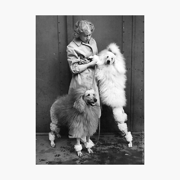 * vintage dog ୨୧ * モコモコ ホワイトの プードルちゃん vintage dog ୨୧ * モコモコ ホワイトの プードルちゃん - メルカリ