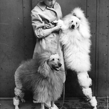 * vintage dog ୨୧ * モコモコ ホワイトの プードルちゃん vintage dog ୨୧ * モコモコ ホワイトの プードルちゃん - メルカリ