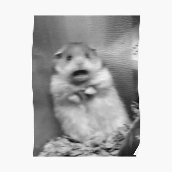 Scared Hamster Posters | Redbubble