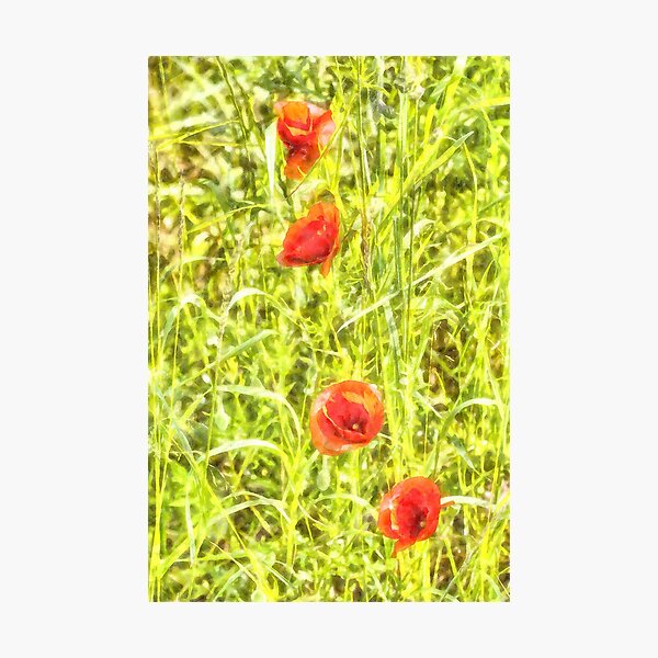 Artikelvorschau, Mohn Aquarell Art entworfen und verkauft von Londonimages.
