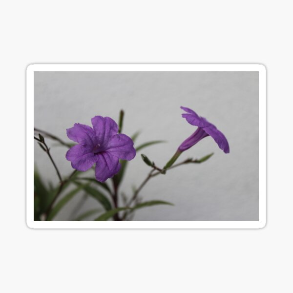 Pegatina «Petunia Mexicana» de artbylock | Redbubble