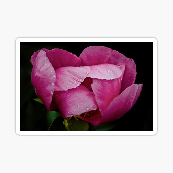 Peony Perfection Sticker