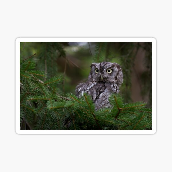 Northern Screech owl Sticker