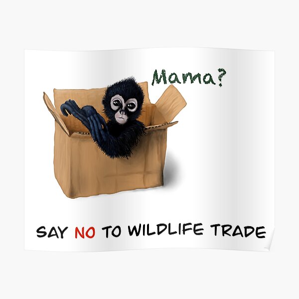 Say No to illegal trade monkey Poster