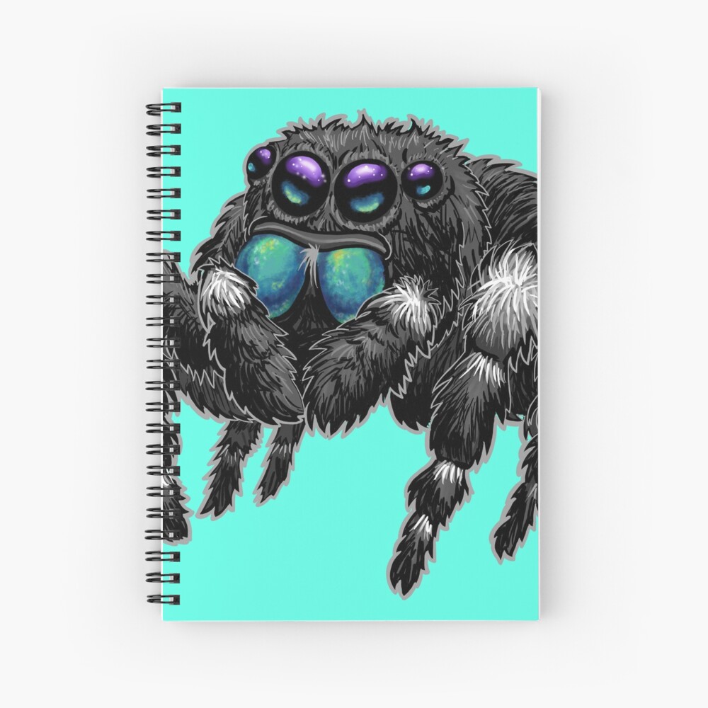 Bold Jumping Spider  Phidippus adax - 40% OFF