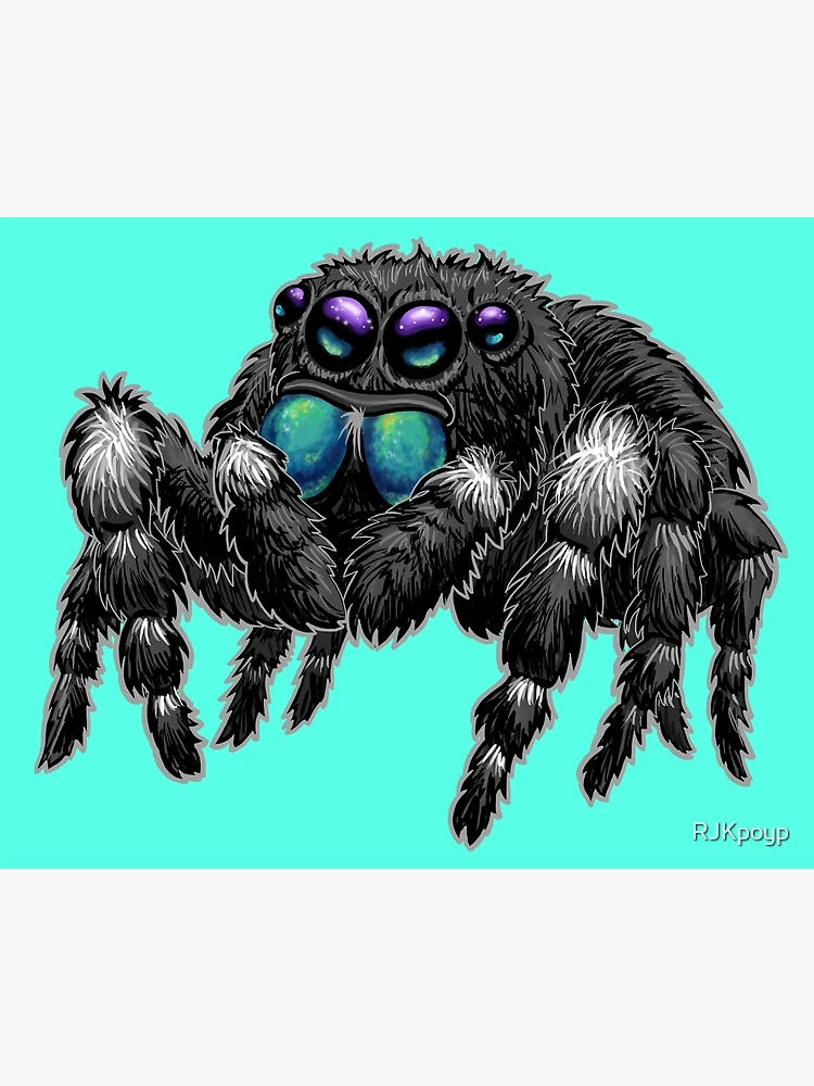 Bold Jumping Spider  Phidippus adax - 40% OFF