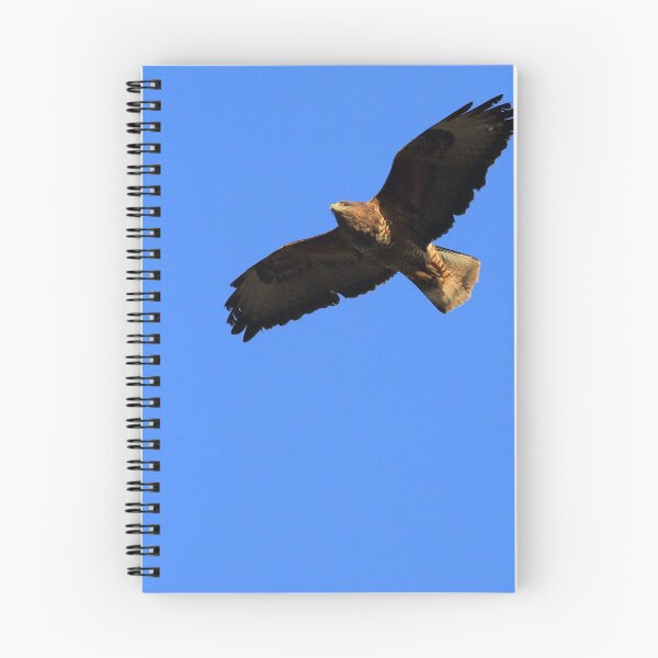 Item preview, Common Buzzard in flight designed and sold by Jon Lees.