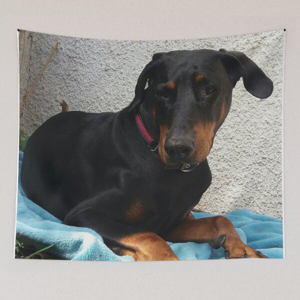 Artikelvorschau, Hund, Haustier, Dobermann entworfen und verkauft von Sternchen2789.