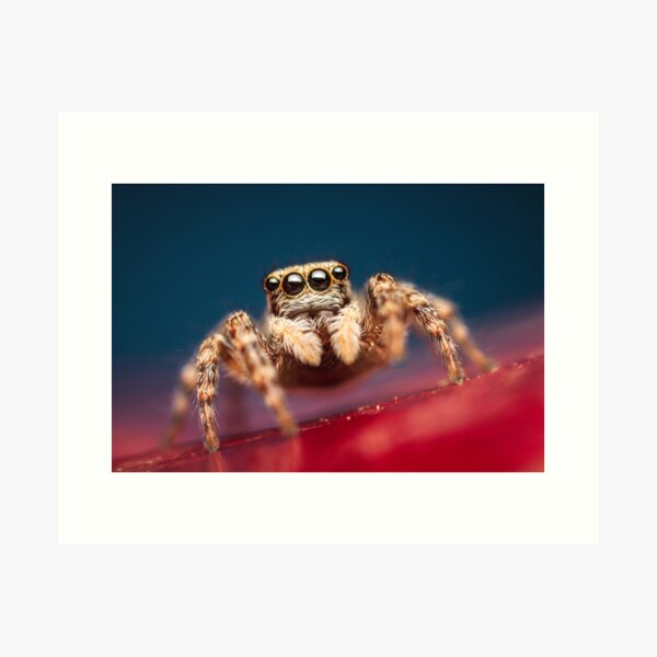 Item preview, Pseudeuophrys erratica female jumping spider photo designed and sold by Mario Cehulic.