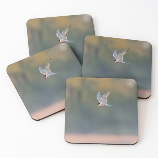 Item preview, Common Tern designed and sold by Steve Liptrot Photography.