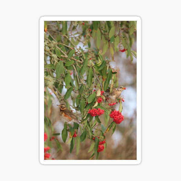 Item preview, Redwing and Fieldfare designed and sold by sandysshoots.