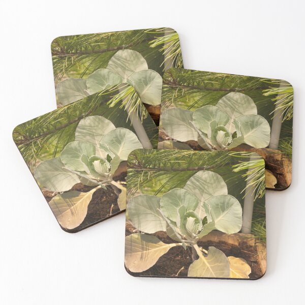 Item preview, Cabbage designed and sold by Joy  Rector.