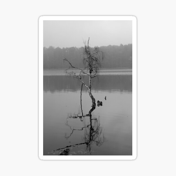 Tree in the Water Sticker