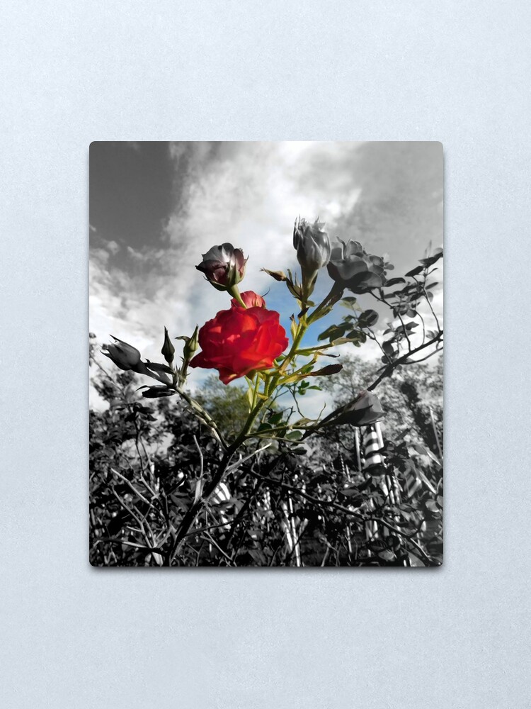 Alternate view of Red Rose with Black and White American Flag Nature Background Metal Print