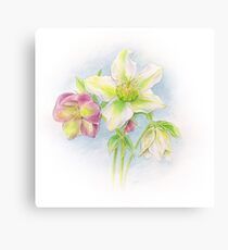 First signs of spring hellebores watercolor Canvas Print