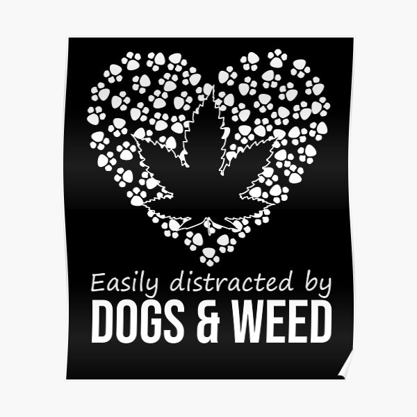 easily distracted by dogs and weed