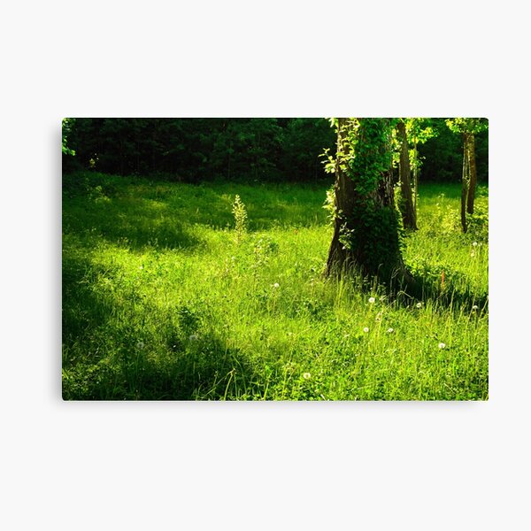 Canvas Print