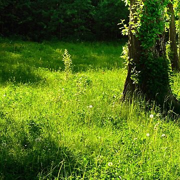 Artwork thumbnail, Sunny Glade by Mallorn