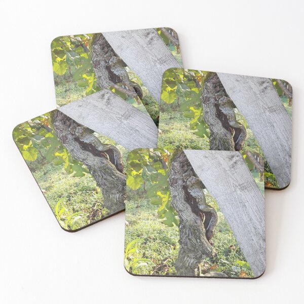 Item preview, Ancient prephylloxera vine in Sarragachies, Saint Mont designed and sold by wineandwords.