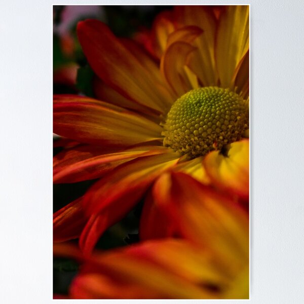 Daisy at Sunset Poster