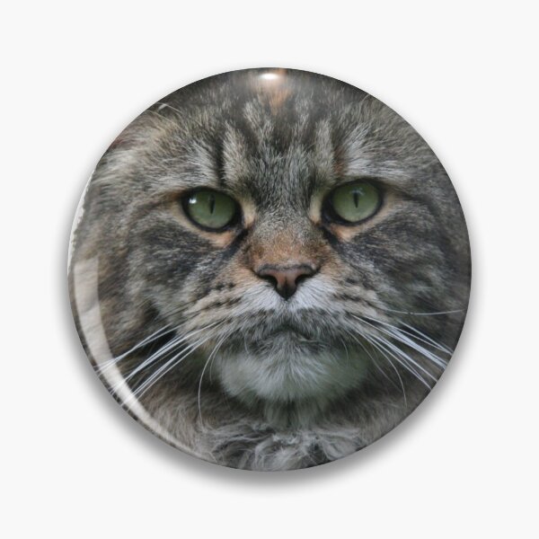 Item preview, Magnificent Maine Coon designed and sold by KittySwag.