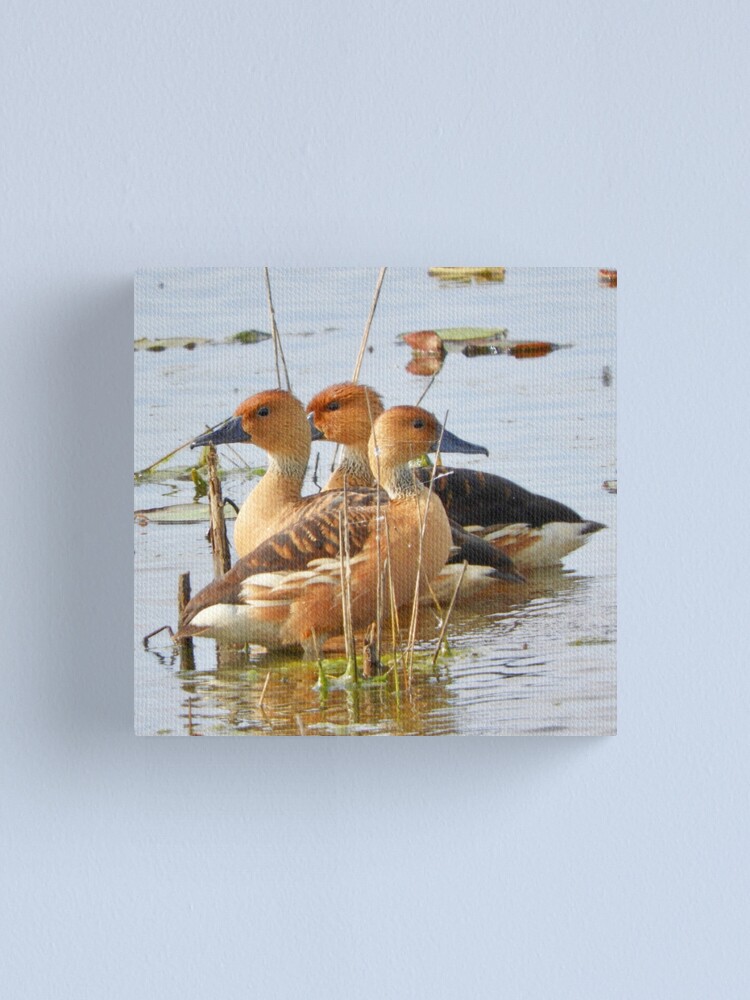 Alternate view of Trio of Fulvous Whistling Ducks Canvas Print