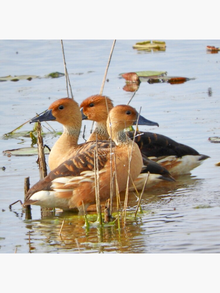 Trio of Fulvous Whistling Ducks by KnutsonKr8tions