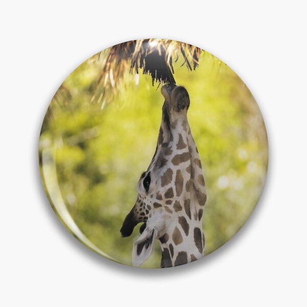 Item preview, Giraffe Reaches for Overhead Leaves designed and sold by KbytesOfJax Outdoor and Nature.