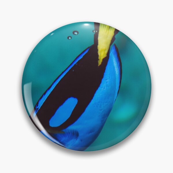 Item preview, Blue Tank Fish Underwater Photo designed and sold by mayankdozdesign.