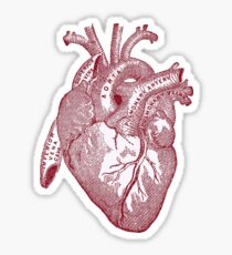 anatomical heart Sticker