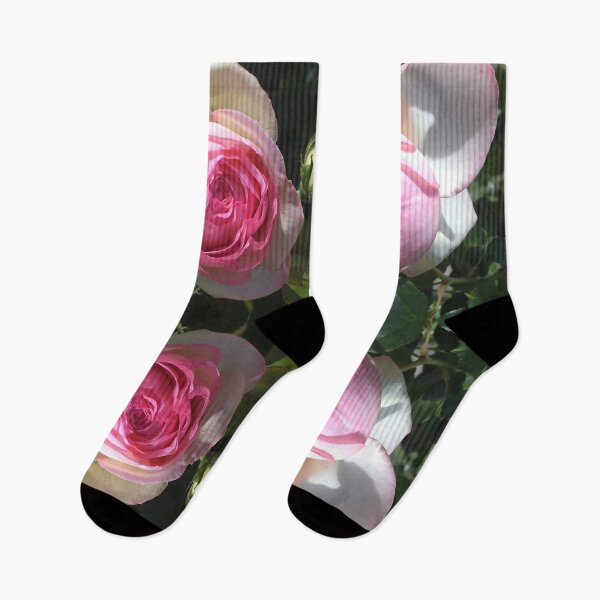 Item preview, Summer Quadrangle, Roses Divine- Pierre de Ronsard designed and sold by RoseAromas.