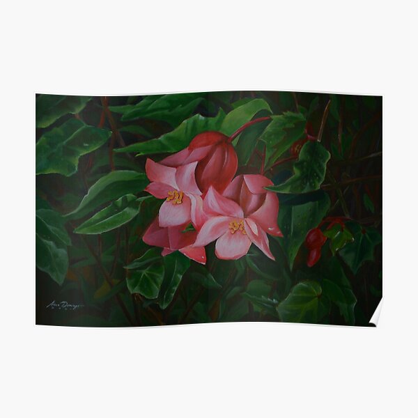 Begonia merrittii Poster