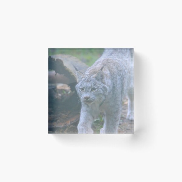 Item preview, Canada Lynx designed and sold by akdcash.