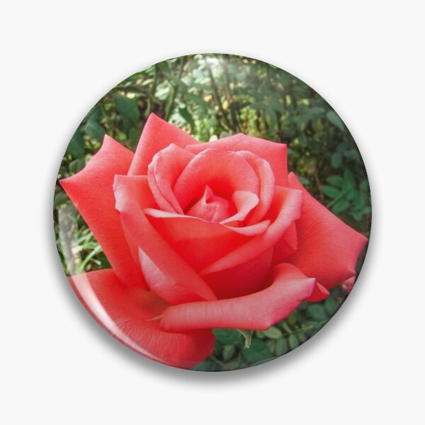Item preview, Red roses designed and sold by Alf Ribeiro.