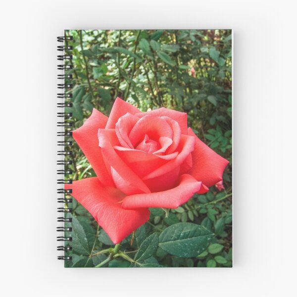 Item preview, Red roses designed and sold by Alf Ribeiro.