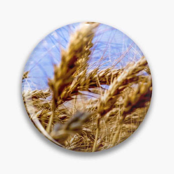 Item preview, Wheat plant on field designed and sold by Alf Ribeiro.