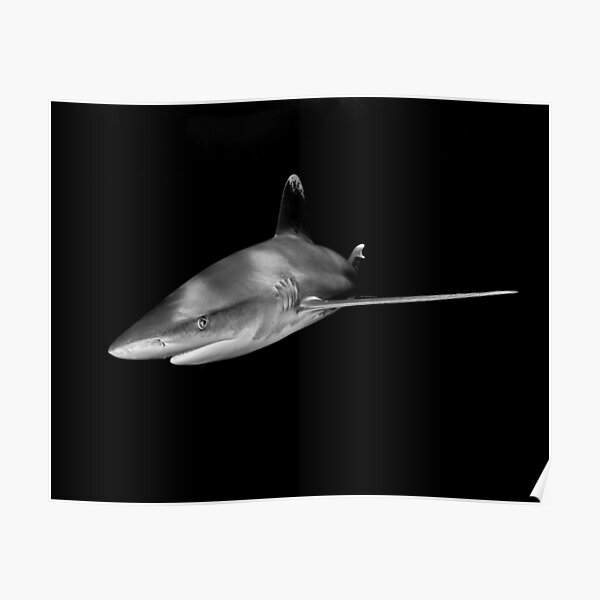 Close Encounter With an Oceanic White Tip Shark Poster