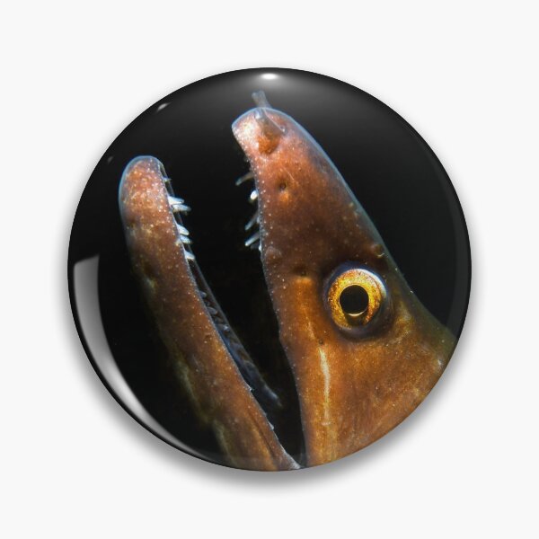 Item preview, The Teeth of a Moray Eel designed and sold by Brent Barnes.