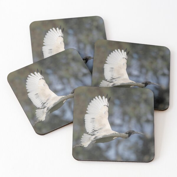 Item preview, Australian White Ibis Flying #2, South Australia.  designed and sold by Carole-Anne.