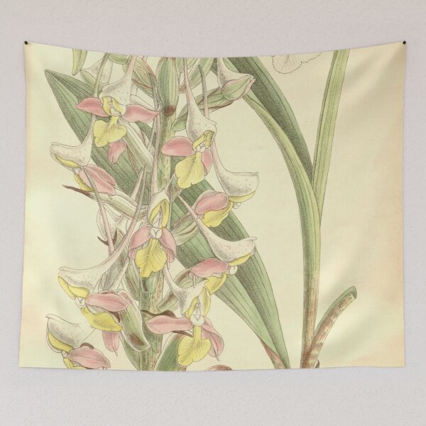 Item preview, Disa cooperi Curtis' 118 (Ser. 3 no. 48) pl 7256 (1892) designed and sold by EsotericBotanic.