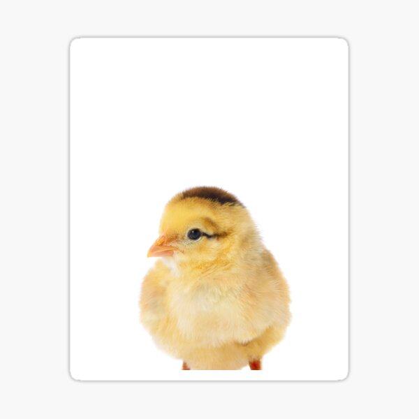 Baby Chicken Art Print By Zouzounio Art Sticker By Zouzounioart