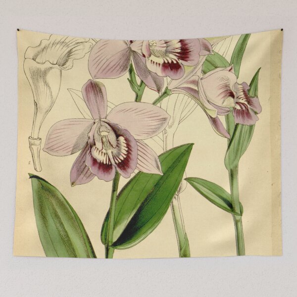 Item preview, Epistephium williamsii Curtis' 90 (Ser. 3 no. 20) pl. 5485 (1864) designed and sold by EsotericBotanic.