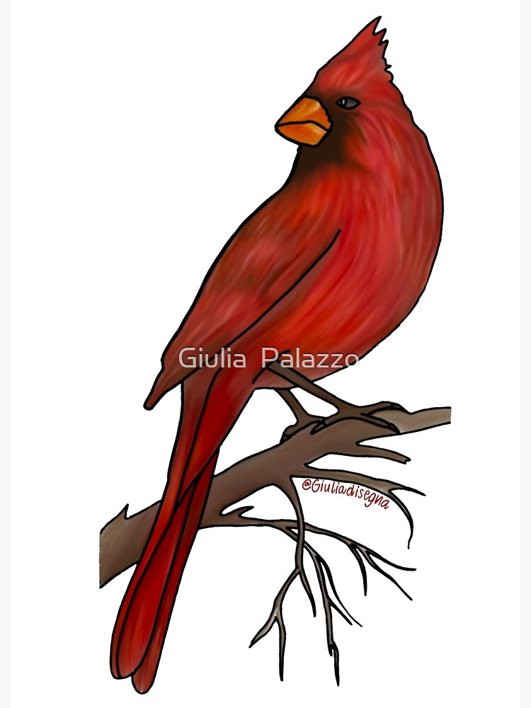  Cardinal Red Bird T-Shirt : Clothing, Shoes & Jewelry