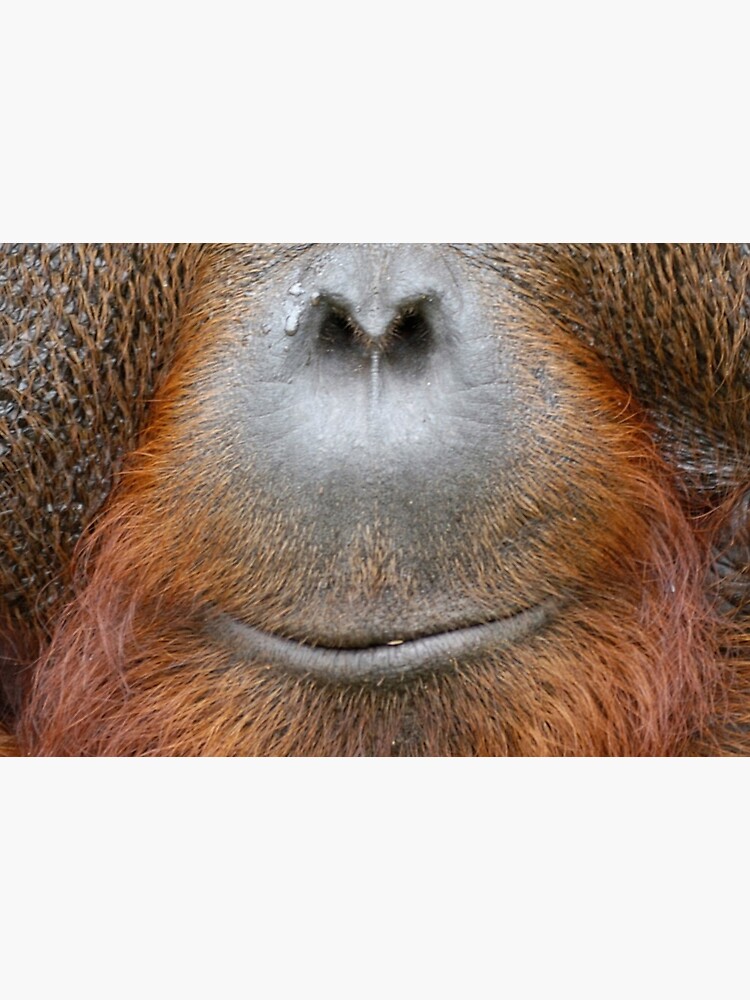 The Face of Tom, the Orangutan by OrangutanDad
